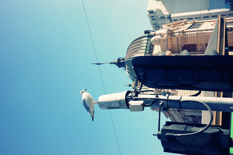 Flinders Street Station with Seagull