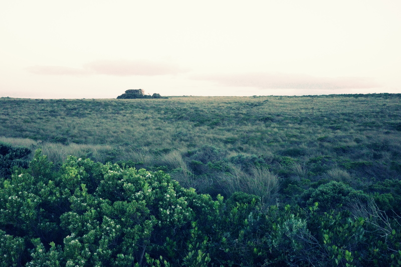 Even the bushes along the road are beautiful. lol