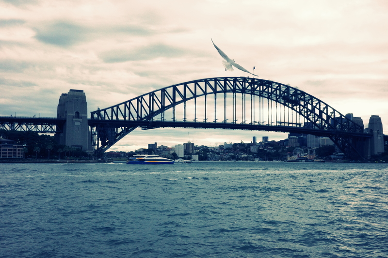 Sydney Harbour Bridge again but with a seagull.