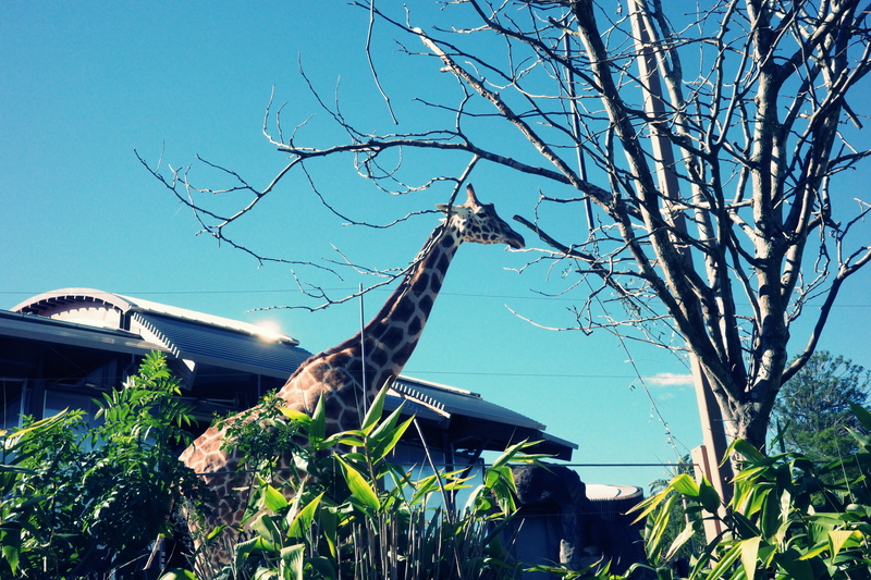 Sydney Taronga Zoo - Giraffe